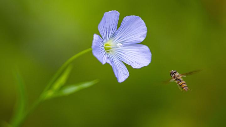 Insekter